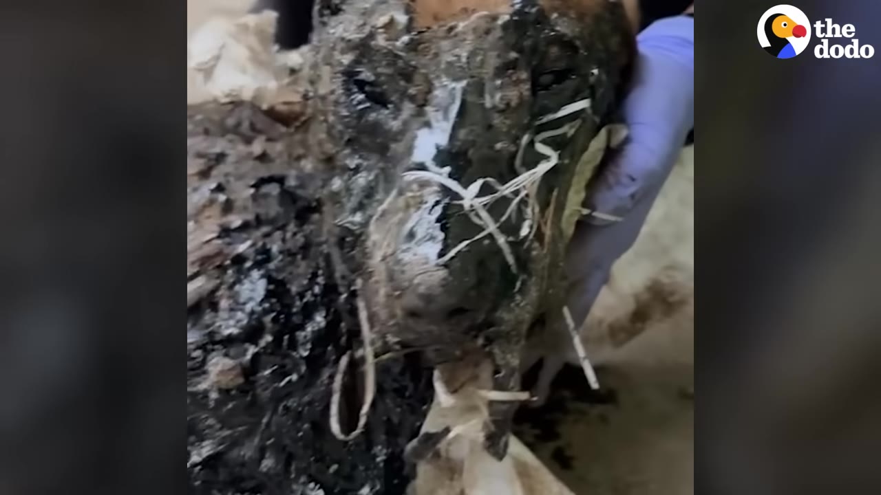 A close-up of a dog's face completely covered in thick, black tar and debris, with a gloved hand gently holding its head.