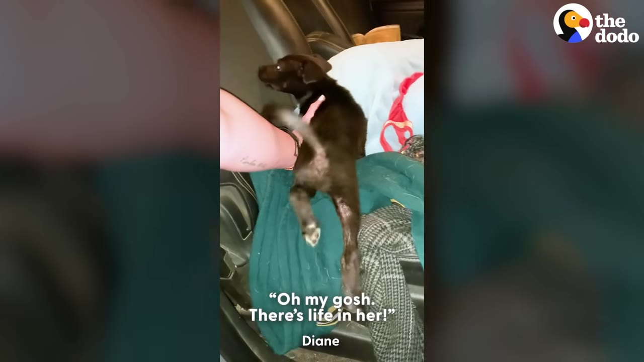 A small black puppy is supported by a person's hand in a car, with text overlay reading, 'Oh my gosh. There's life in her!'