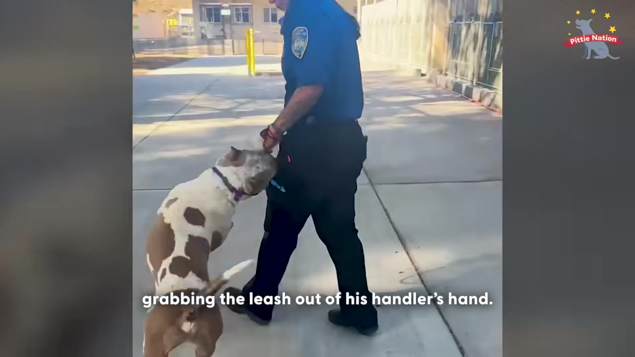 A brown and white dog jumps up and grabs its leash from a handler's hand while walking outside.