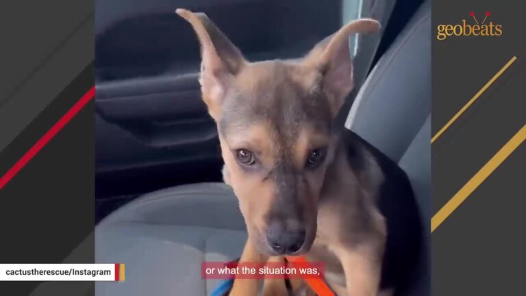 Puppy Named Cactus Was Left In The California Desert, Then Found The Darkest Place To Hide