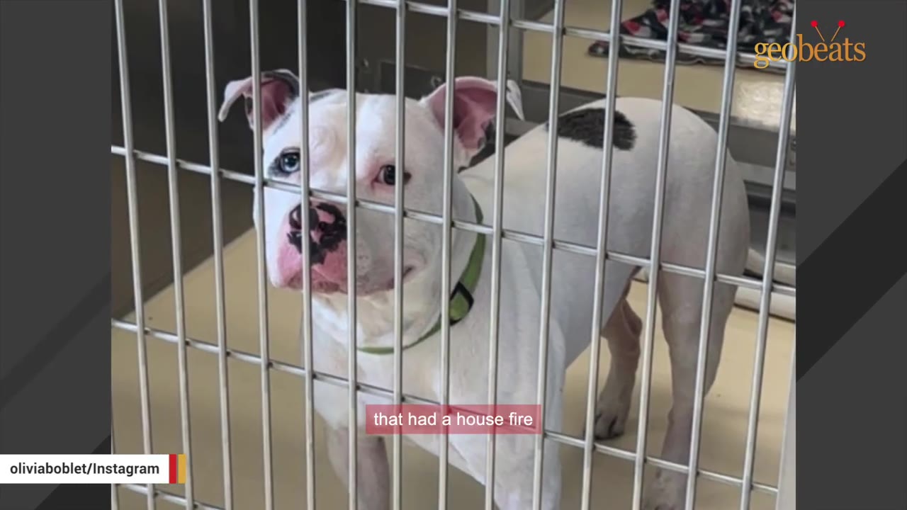 A white dog with black spots and a green collar stands behind the metal bars of a shelter kennel.
