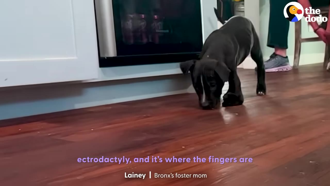 A black puppy named Bronx with a split front paw stands on a wooden floor, sniffing the ground.