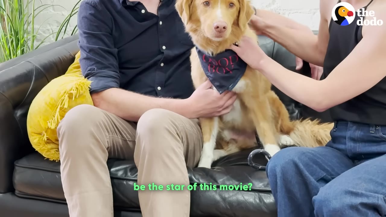 A golden dog wearing a dark bandana sits on a black leather couch between a man and a woman who are petting him.