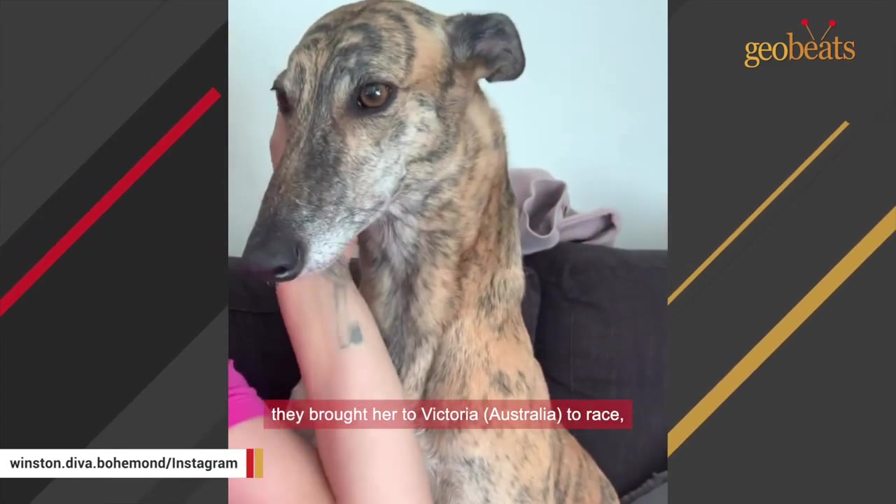 A close-up of a brindle greyhound being gently petted on the neck by a person.