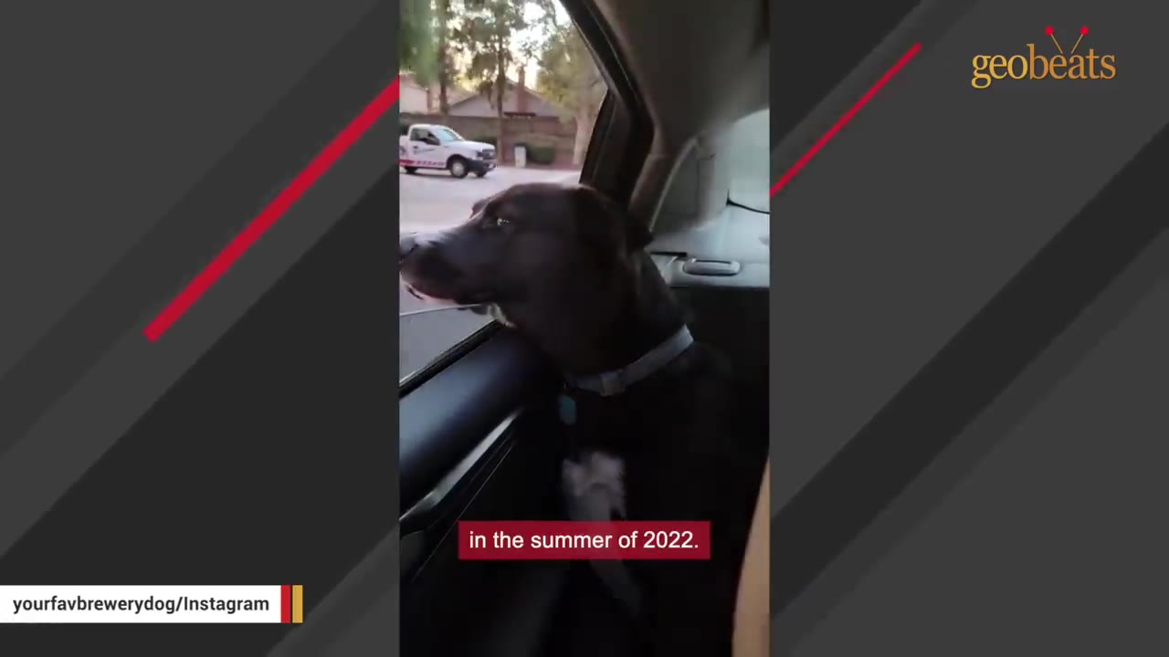 A black and white dog with a collar looks out of an open car window, with the caption 'in the summer of 2022' displayed at the bottom.