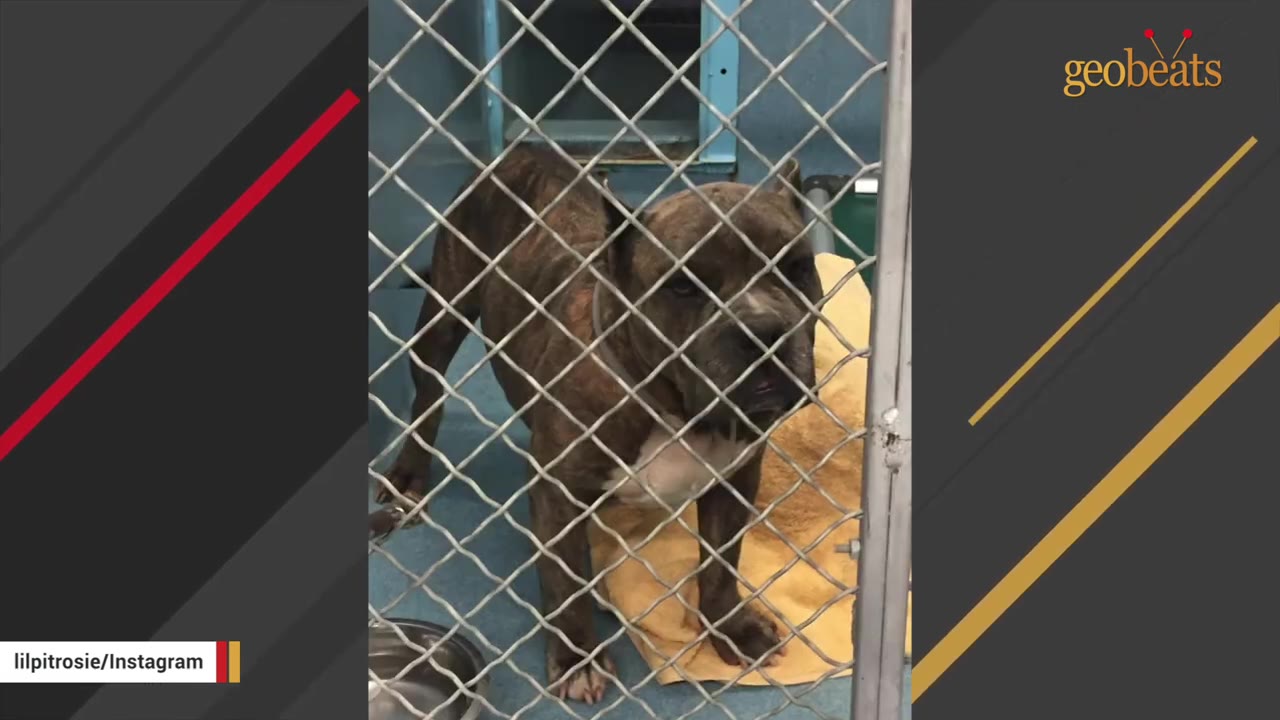 A brindle dog stands behind a chain-link kennel fence, looking out with a sad expression.