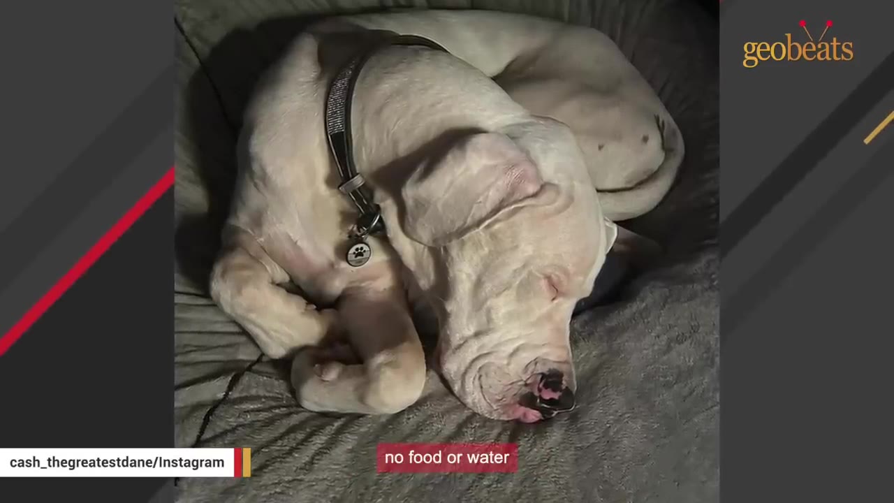 A white Great Dane curled up asleep on a dog bed, wearing a collar with a tag.