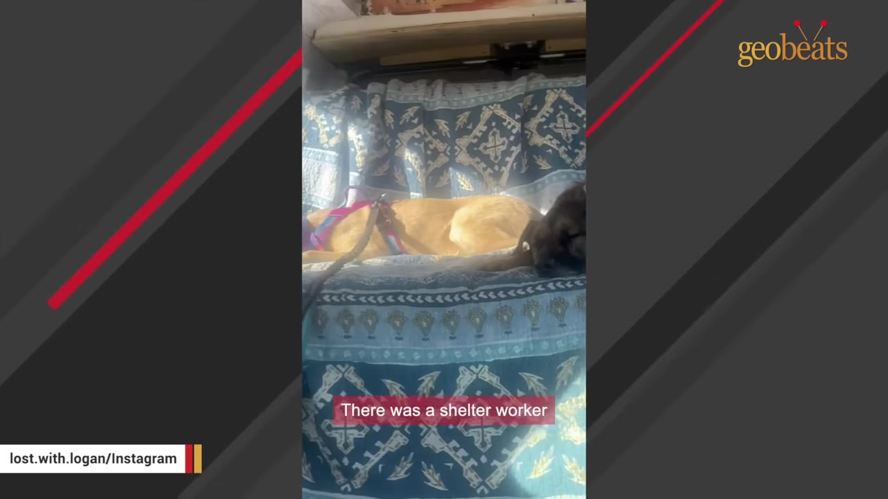 A brown dog lies on a blue patterned blanket inside a vehicle with sunlight streaming in, accompanied by the subtitle 'There was a shelter worker'.