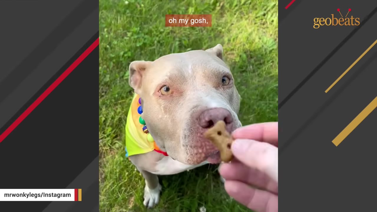 A close-up of a light-colored pit bull looking up at a hand holding a bone-shaped dog treat.