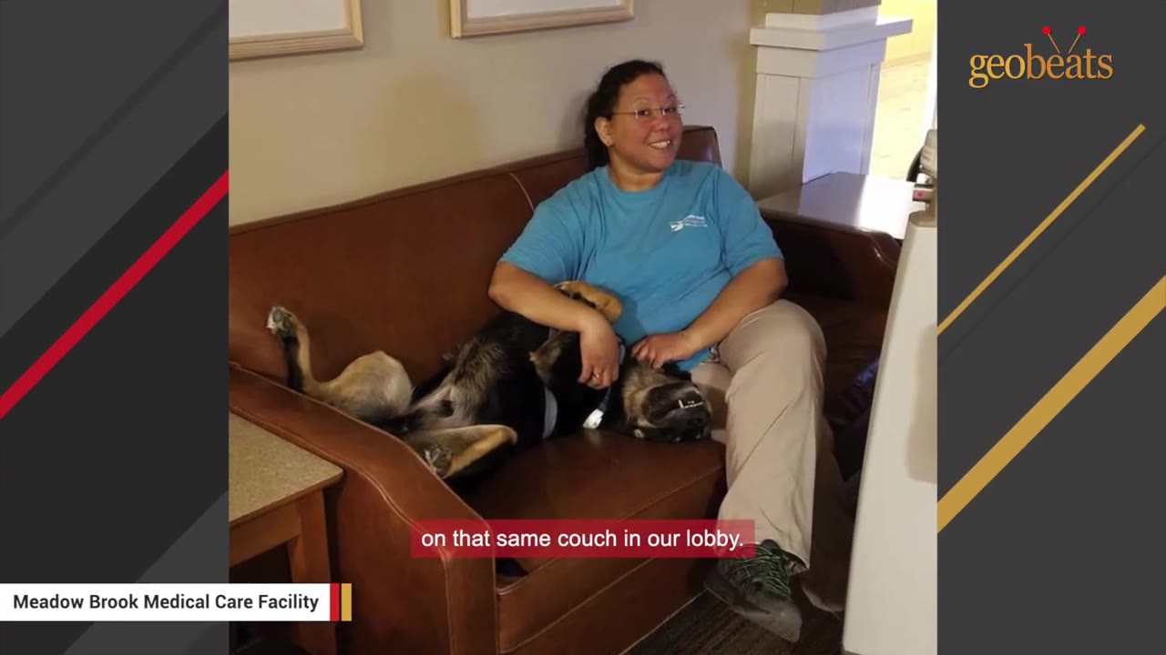 A woman in a blue shirt and glasses sits on a brown leather couch next to a dog lying on its back.