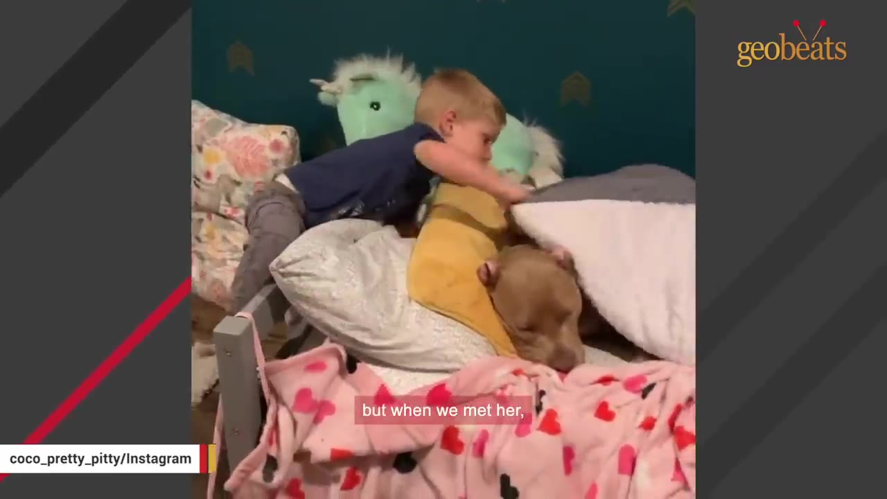 A young boy climbs onto a bed to tuck in a brown dog sleeping under a white pillow and a pink blanket with red hearts.