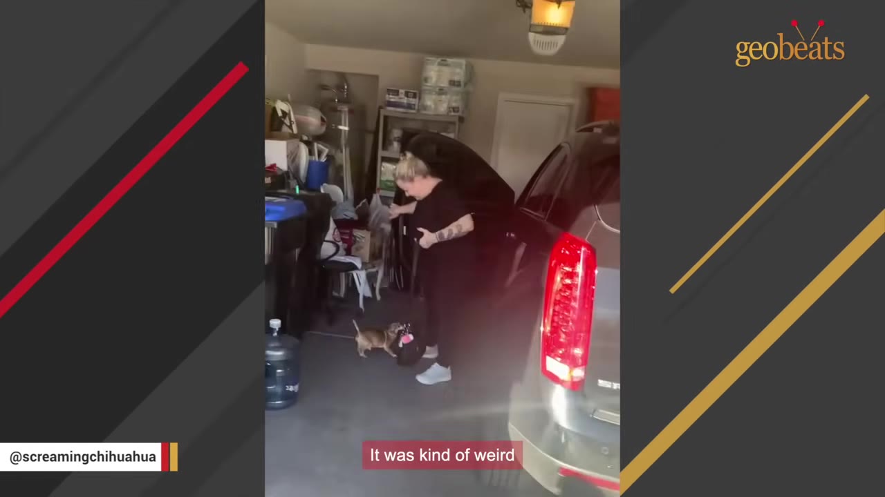 A woman in a black shirt walks into a garage next to a car, accompanied by a small Chihuahua.