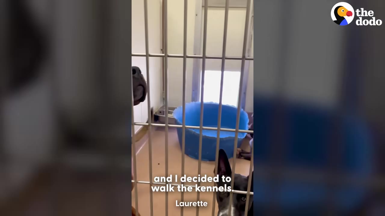 A view through metal kennel bars showing a blue plastic tub inside, with a dog's snout visible on the left and another dog's head peering up from the bottom right.