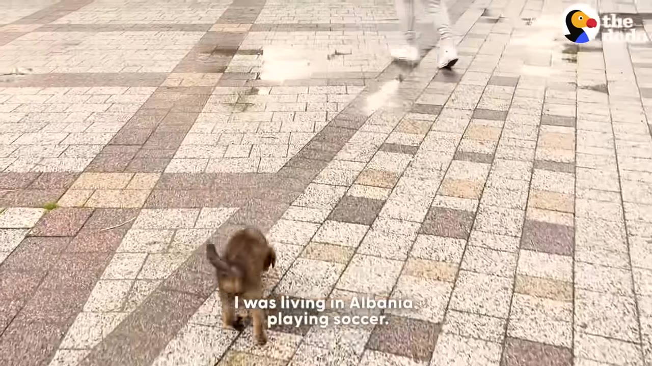 A small brown puppy walks on a paved stone street with a person's legs visible in the background, with the subtitle 'I was living in Albania, playing soccer.'