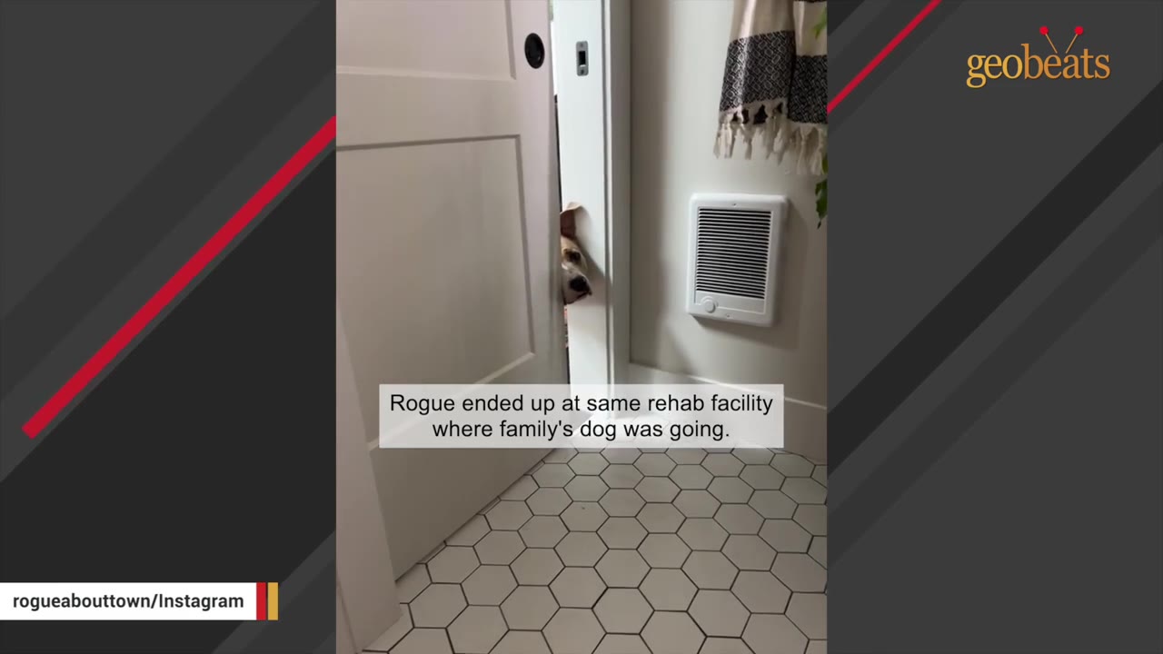 A tan and white dog peeks its head out from behind a white sliding door in a room with white hexagonal floor tiles.