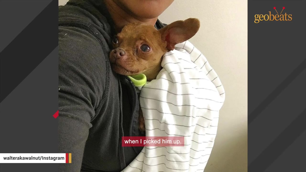 A tiny brown Chihuahua-mix dog wrapped in a white striped blanket is held close to a person's chest.