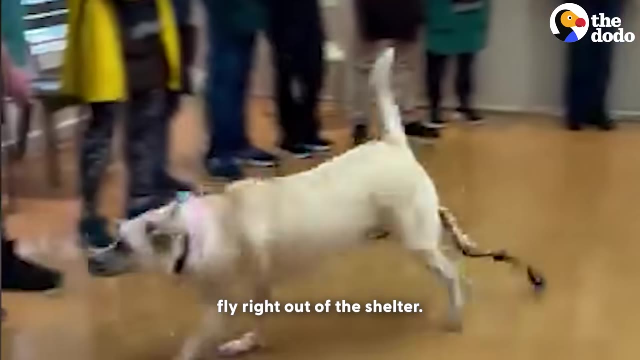 A light-colored dog walks quickly across a wooden floor inside a shelter, with people standing in the background.
