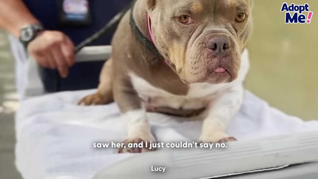 A brown and white bulldog-type dog sits on a white-covered platform with a person holding a leash in the background, accompanied by the text 'saw her, and I just couldn't say no.' and 'Lucy'.