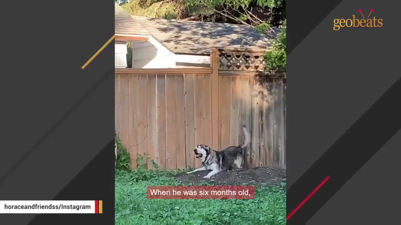 A large grey and white dog sits in a grassy yard next to a wooden fence.