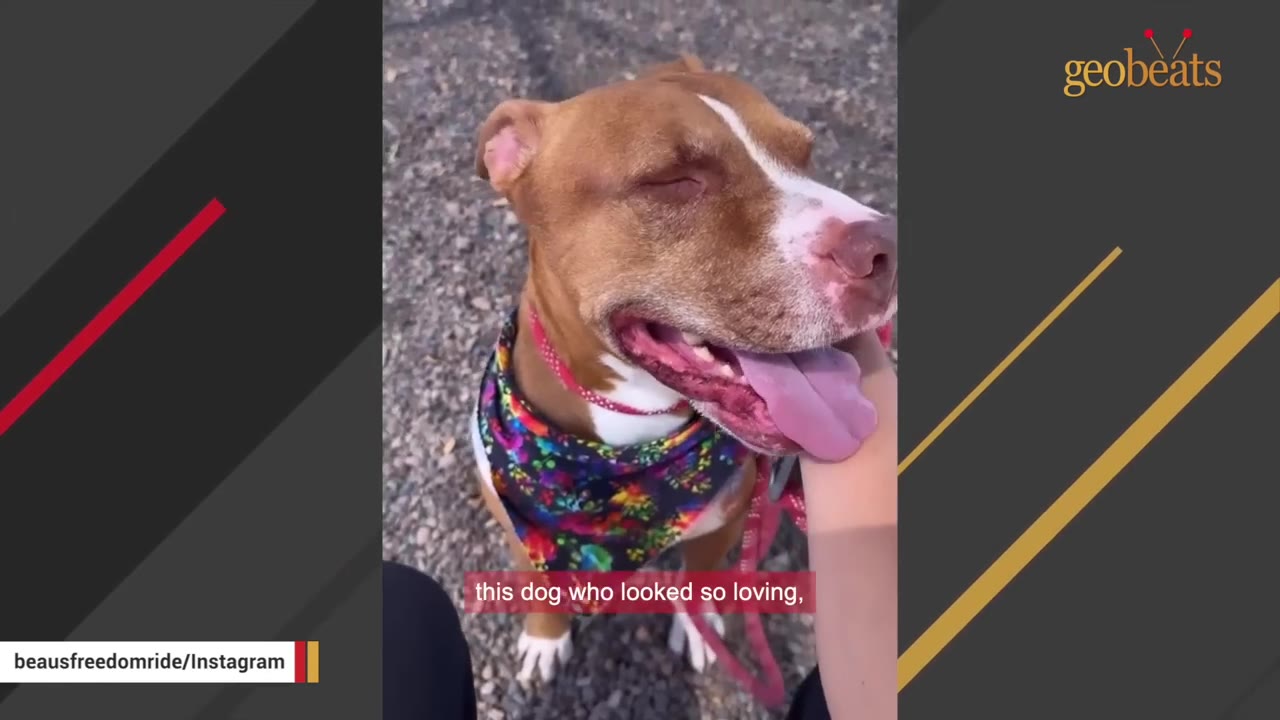 A brown and white dog wearing a colorful bandana sits outside while being gently petted on the chin, looking happy with its tongue out.