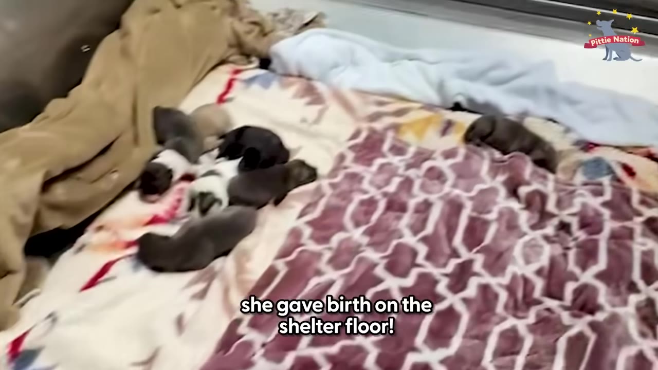 Several newborn puppies huddle together on blankets on the floor.
