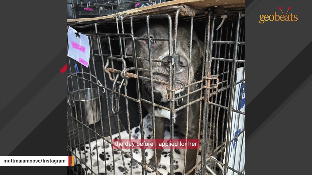 A dark gray pit bull mix looks out sadly from inside a metal shelter cage with a pink tag attached to the front.