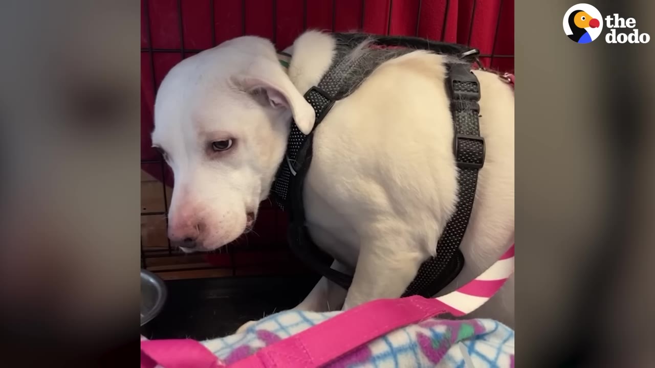 A white dog wearing a black harness sits inside a crate, looking down with a hesitant expression.