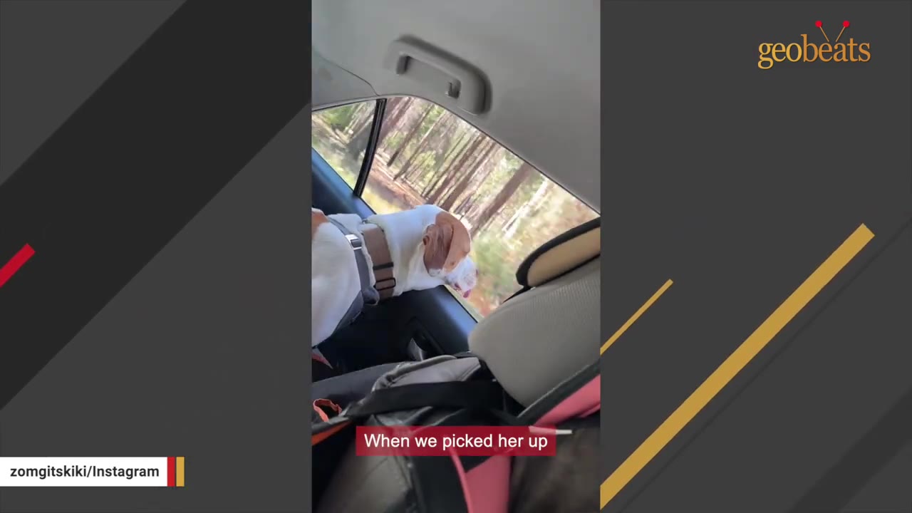 A white and brown dog looking out of a car window as it drives past a forest, with a caption that reads 'When we picked her up'.