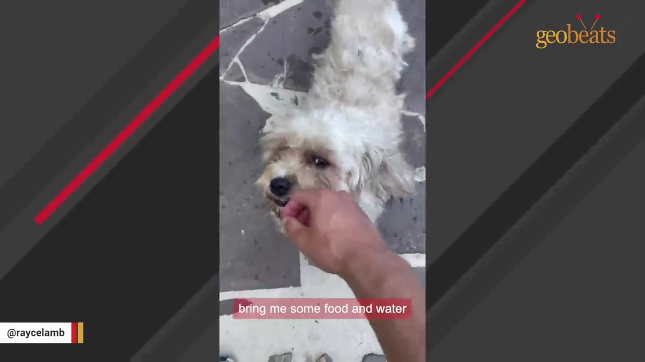 A hand offering food to a small, scruffy white dog on a stone patio.