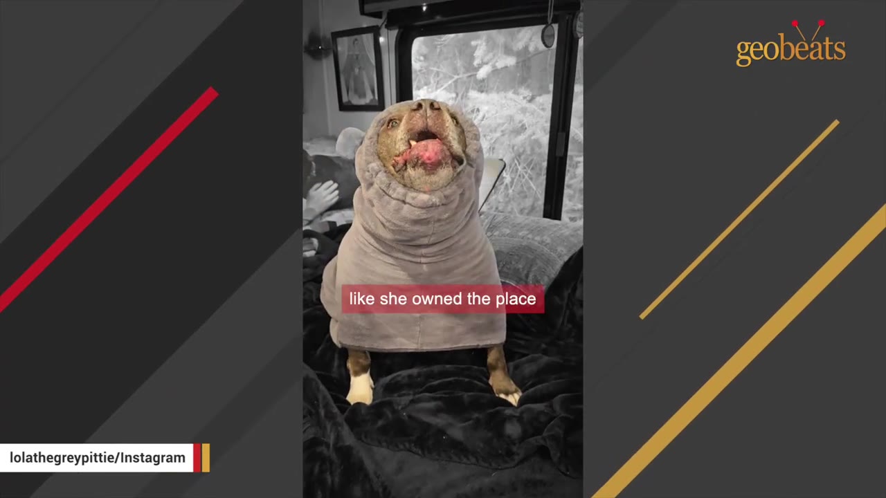 A brown dog wearing a cozy grey hooded blanket sits comfortably on a dark bed, looking up with its mouth slightly open.