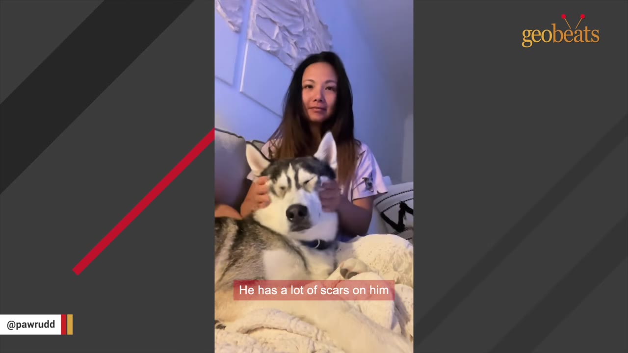 A woman gently cradles a husky dog's head in her hands as he rests on a blanket, with a caption reading 'He has a lot of scars on him'.