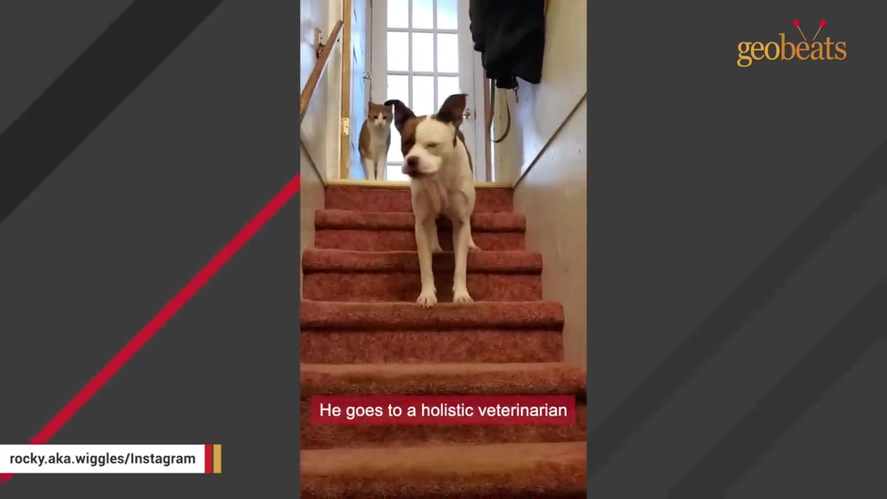 A brown and white dog stands on carpeted stairs with a cat visible behind him in the doorway.