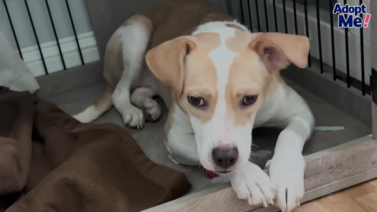 A tan and white dog with wide, fearful eyes lies inside a wooden crate, looking directly forward.