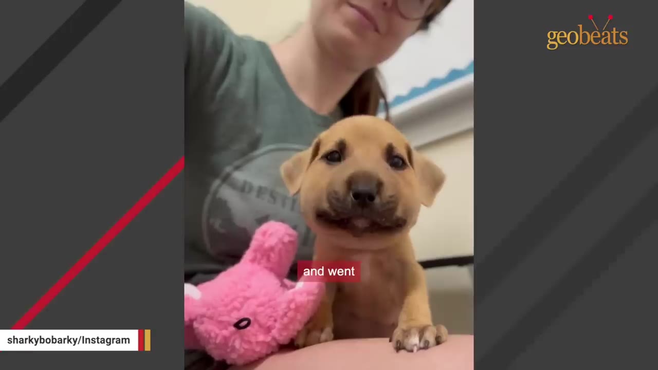A small tan puppy with dark eyes sits on a person's lap next to a pink plush toy, looking directly at the camera.