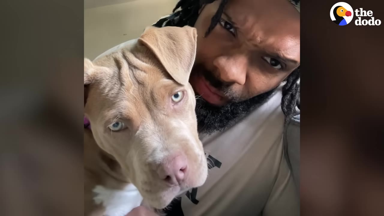 A close-up shot of a light brown pit bull puppy with striking blue eyes next to a man with dreadlocks looking into the camera.