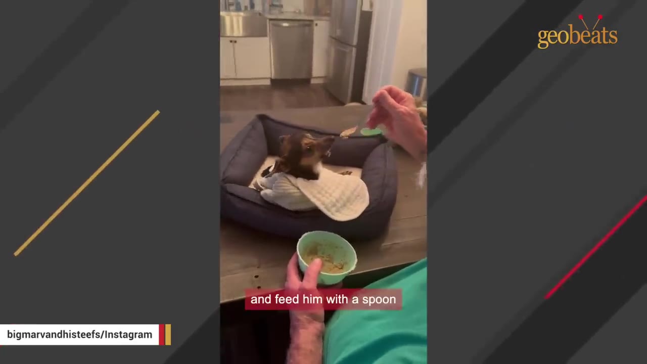A small dog wrapped in a white towel sits in a dog bed on a table while a person spoon-feeds him from a small green bowl.