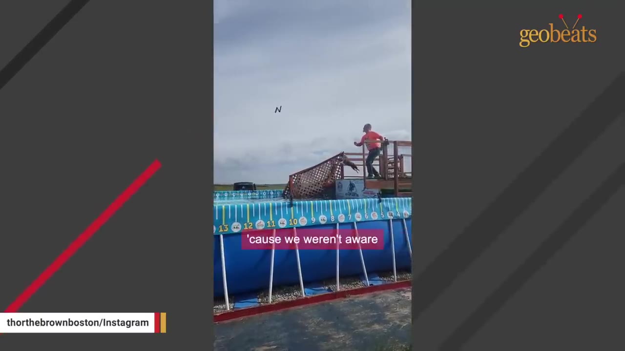 A brown dog leaps from a wooden dock platform into a large blue pool during a dock diving event.