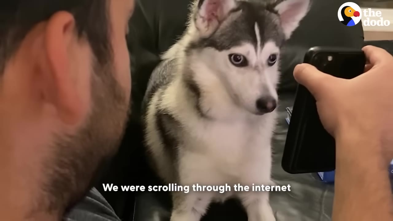 A man holds up a smartphone while a husky dog sits nearby and looks toward the screen, with a caption reading 'We were scrolling through the internet'.