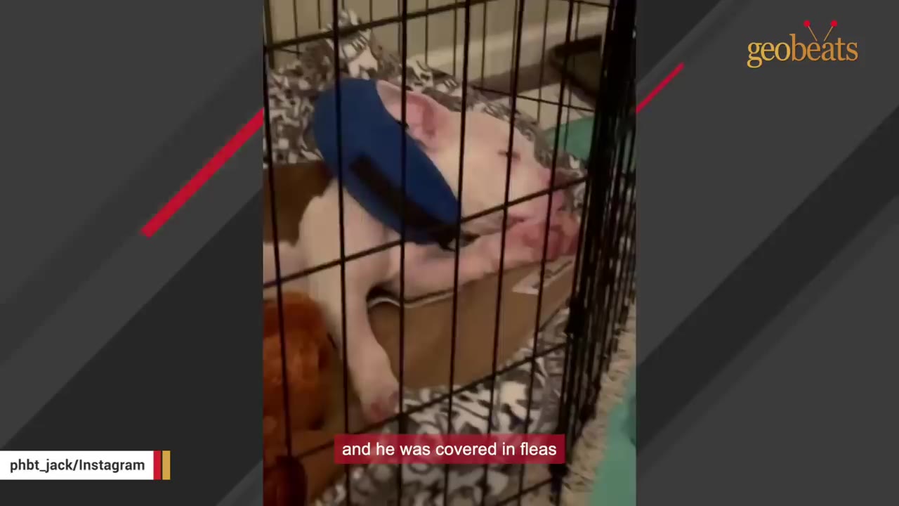 A small white and brown puppy wearing a blue neck brace lies on a cardboard box inside a wire cage.