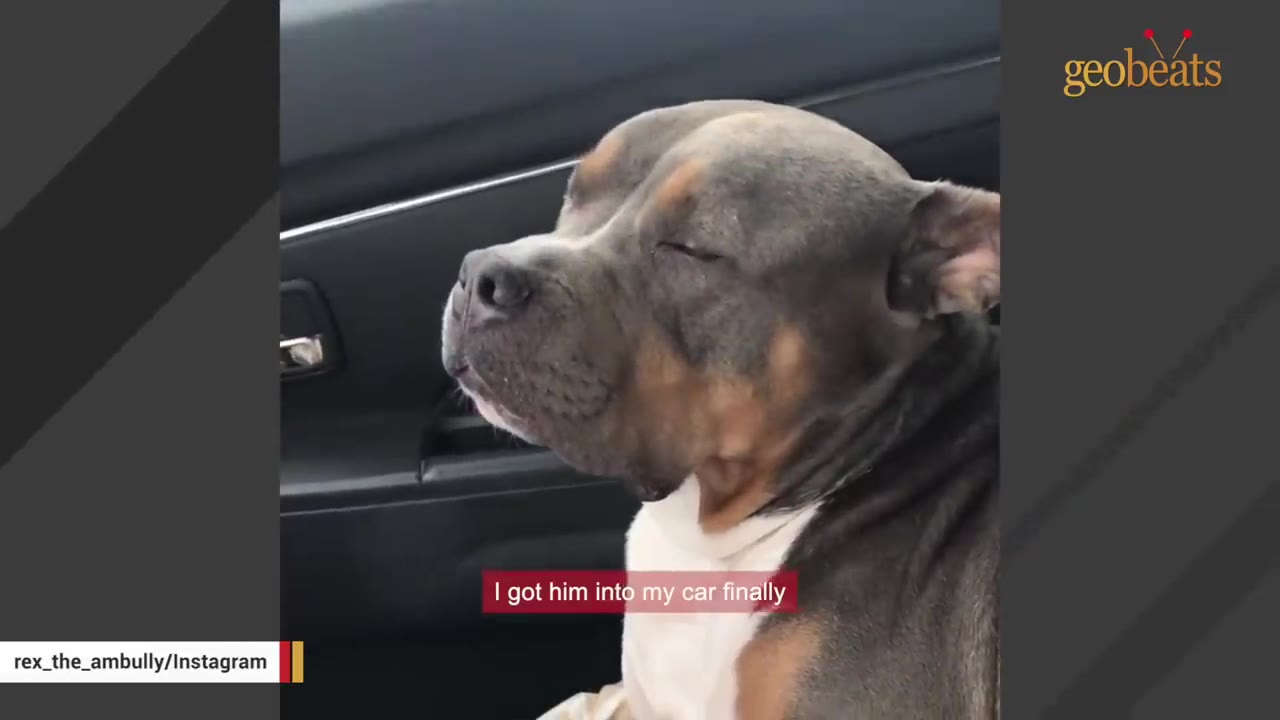A brown and white pit bull sits peacefully inside a car with his eyes closed, with a caption that reads 'I got him into my car finally'.
