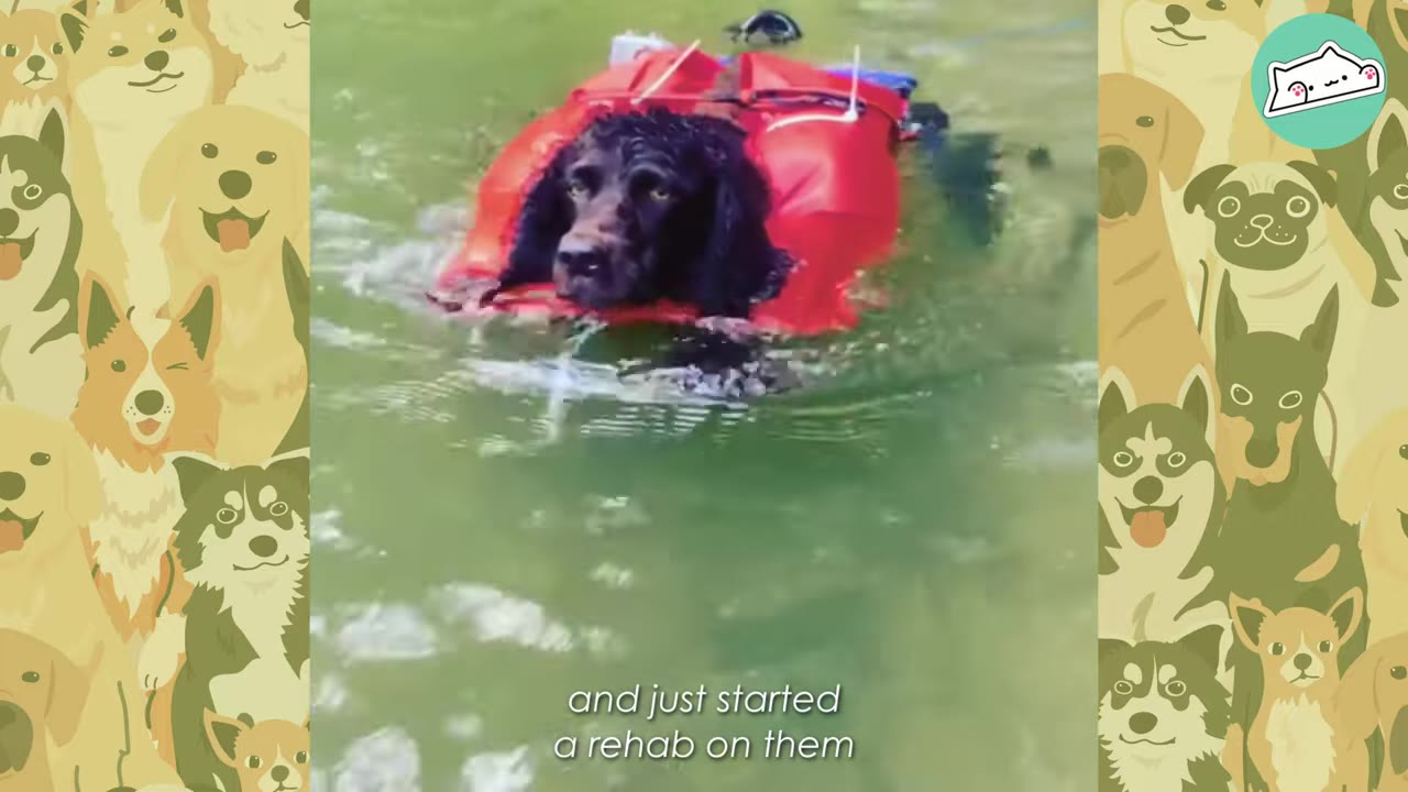 A dark-colored dog wearing a red flotation device swims in a body of water as part of its rehabilitation.
