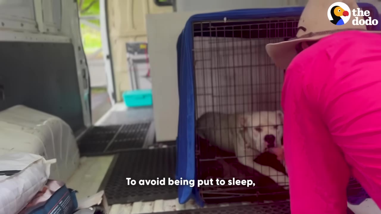 A white dog lies inside a wire crate covered with a blue cloth inside a van, as a man in a pink shirt and cowboy hat looks in.