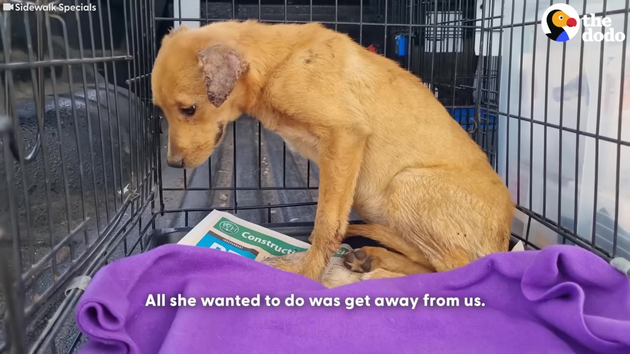 A small, thin brown dog cowering fearfully inside a wire crate, looking down with a sad expression.