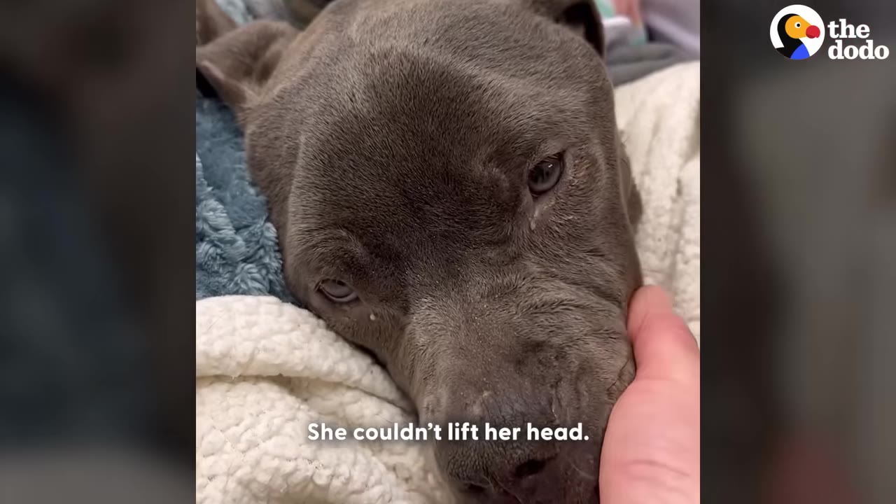 A close-up of a weak grey dog lying down on blankets with a human hand gently cradling her face.