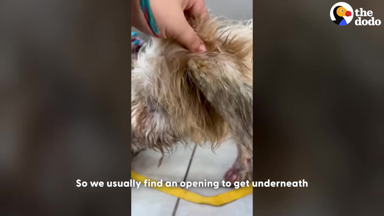 A close-up shot of a person's hand gently parting the heavily matted, dirty fur on a small dog's head to find an opening.