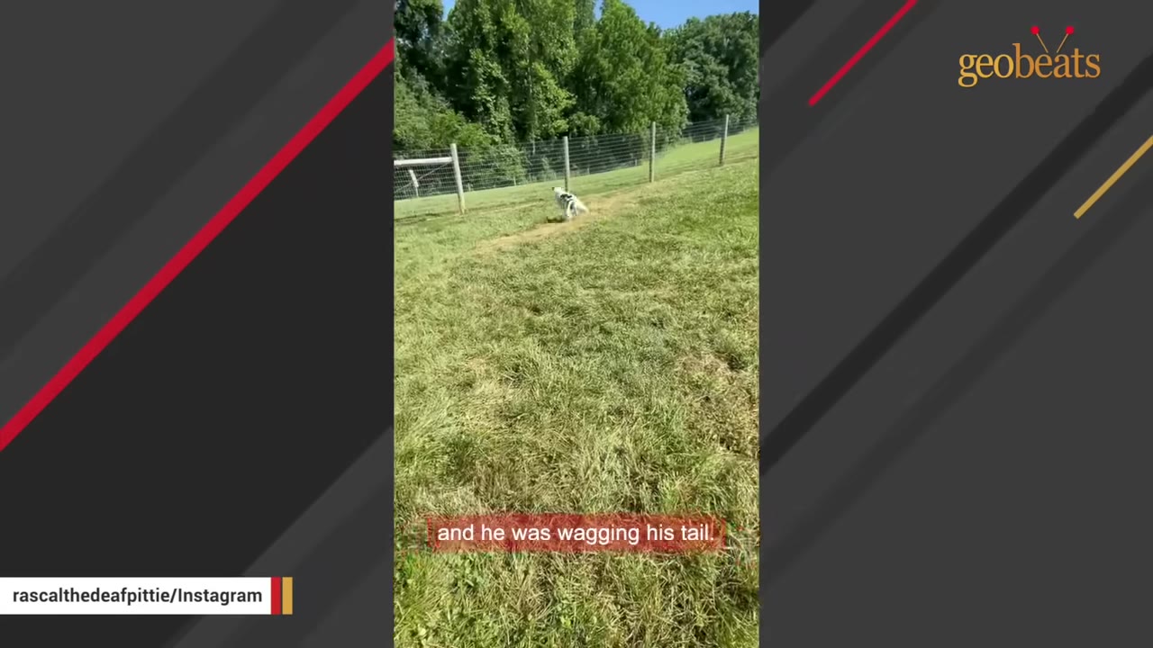 A white dog with black spots runs across a grassy field with a fence and trees in the background.
