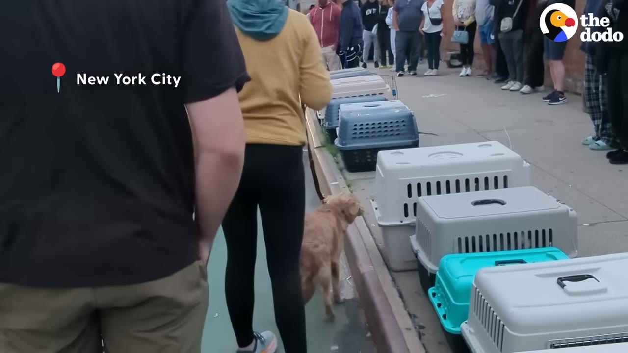 A golden dog on a leash is walked past a row of plastic pet crates lined up on a sidewalk.