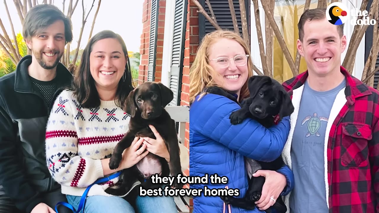 A split-screen photo showing two smiling couples holding their newly adopted puppies outside their homes.