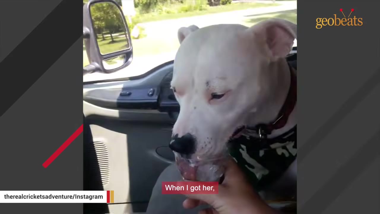 A white dog inside a vehicle licking ice cream from a small cup held by a person's hand.