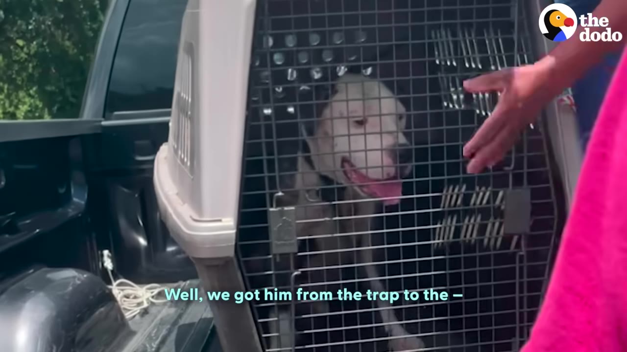A white dog with black markings sits inside a large plastic pet crate in the bed of a truck, looking out through the metal wire door.